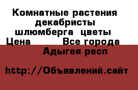 Комнатные растения, декабристы (шлюмберга) цветы › Цена ­ 300 - Все города  »    . Адыгея респ.